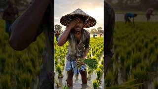dhan ki beej mehnati kishaan #struggle #shortsfeed #shorts #kisaan #story #viral