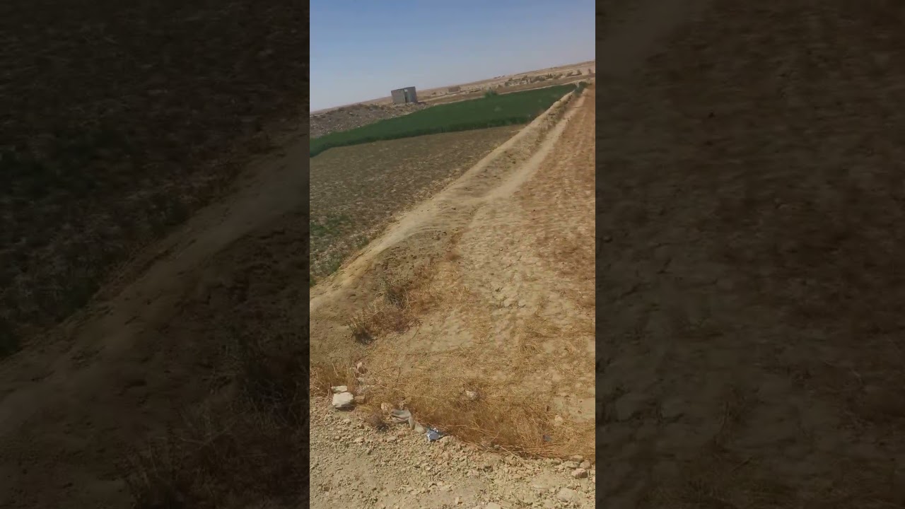 ٢٠فدان للبيع بقرية أبو هريرة الفرافره مزروعين برسيم حجازي وكمثري ويوجد بركه وديزل وبيت و#الفرافرة