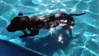 Staffordshire Terrier Swimming In A Pool