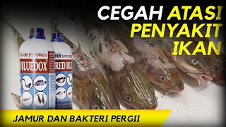 YOUR CATFISH HAVE FUNGUS?? LICE??? REVIEW OF RED BLUEDOX, A MEDICATION FOR FUNGUS, WOUNDS, AND AN... YOUR CATFISH HAVE FUNGUS?? LICE??? REVIEW OF RED BLUEDOX, A MEDICATION FOR FUNGUS, WOUNDS, AND AN...