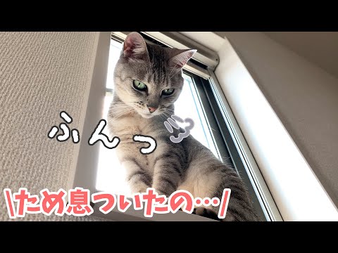 ママのうざ絡みにため息をついてしまう猫マロちゃん - YouTube