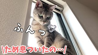 ママのうざ絡みにため息をついてしまう猫マロちゃん