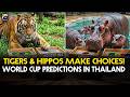 Tigers and Hippos make World Cup predictions in Thailand | Geo News English