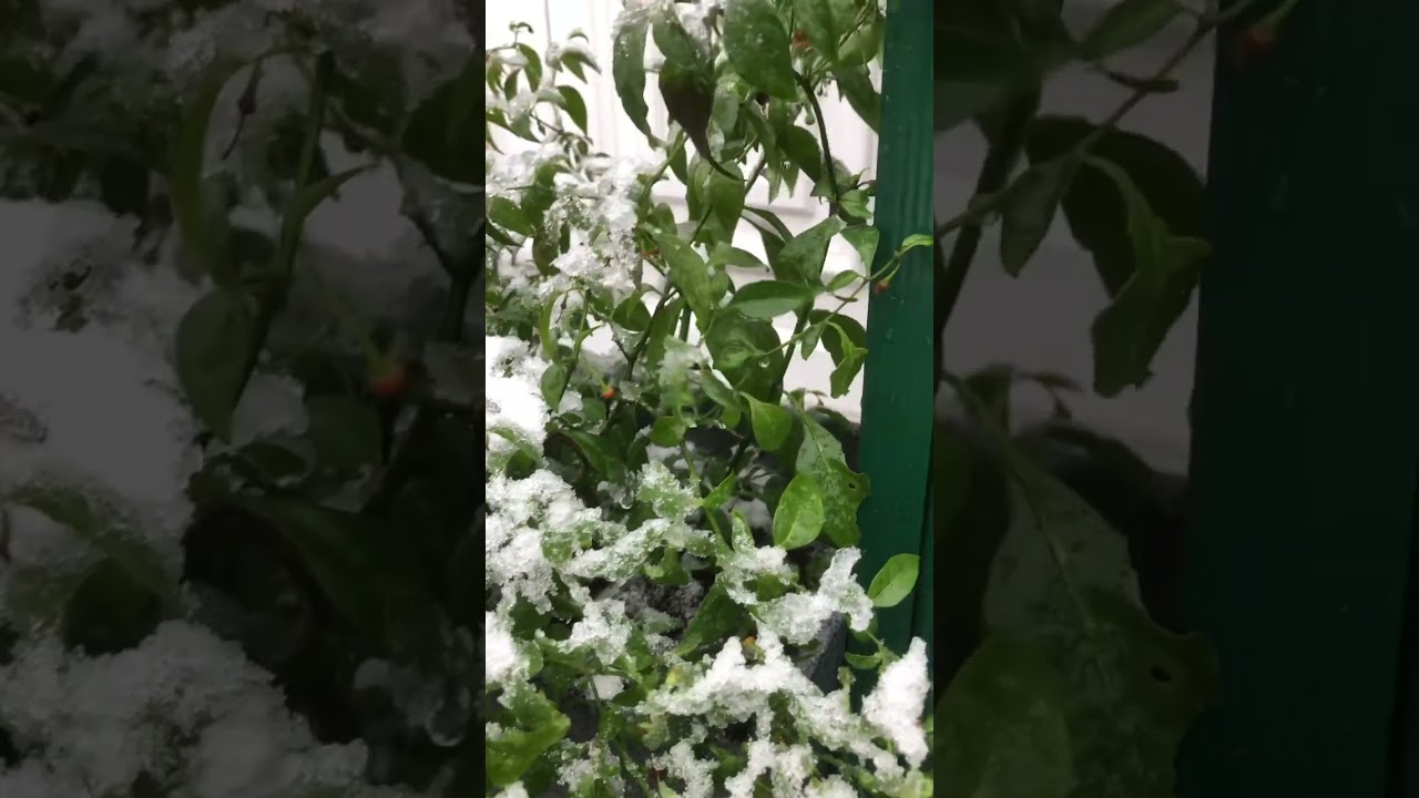 Capsicum flexuosum - Winter hardy chilli pepper, Lancashire UK.