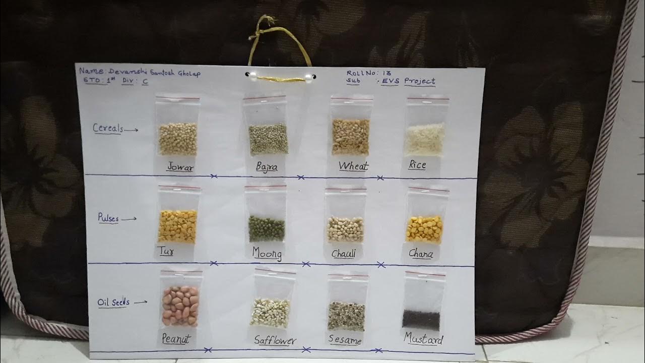 Simple EVS project of healthy foods. cereals, pulses and oil seeds