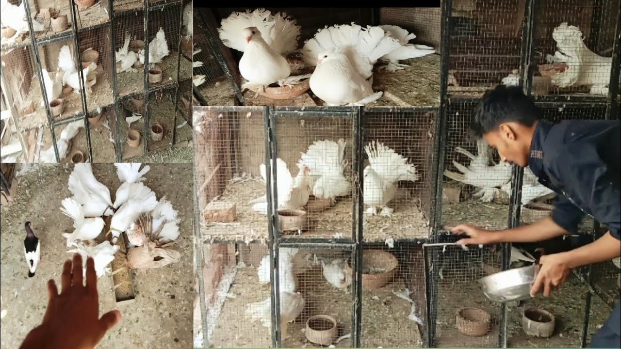 American indain spangle almond fantail mix breeder Pair #indain # ...