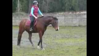FOR SALE: Soldier Boy - 12yr Youth/AA Working Hunter - Flatwork