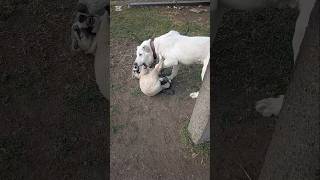 Dog and Puppy Having the Sweetest Playtime Together 🐶❤️#Dog #Puppy #CuteDogs #Playtime