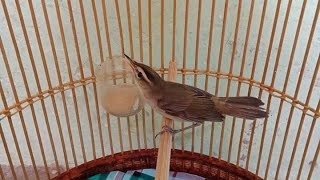 Kicau Burung Kerak Basi Gacor - Suara Tembakannya MANTAP Buat Isian Murai Batu Tledekan Gunung SRDC