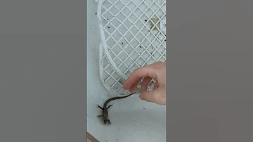 БЕРЕМЕННАЯ ЯЩЕРИЦА на ДАЧЕ🦎 #shorts