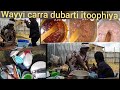 Haadha Mana Ta Uun Itoophiya Kessati Ni Ulfaata Dhugaa Dubbachuf Carra Dubarti Olmaa Koo Haar A