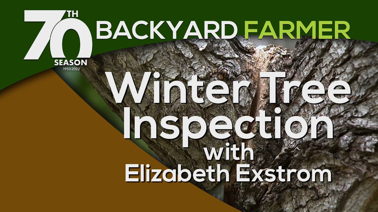 Winter Tree Inspection - YouTube