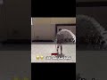 لا ويقول امزح والله  ضحك طقطقه الشعب الصيني ماله حل اكسبلور