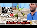 aj mera ringneck parrot gum gya // dono parrots ko ghar se uraya tha