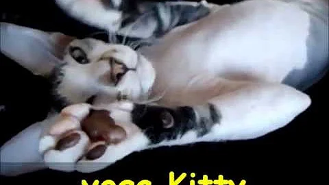 Watch the video about PETERBALD SPHYNX KITTY NATAN