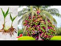 Unique skill planting how coconut trees grow faster grafting very fruitful