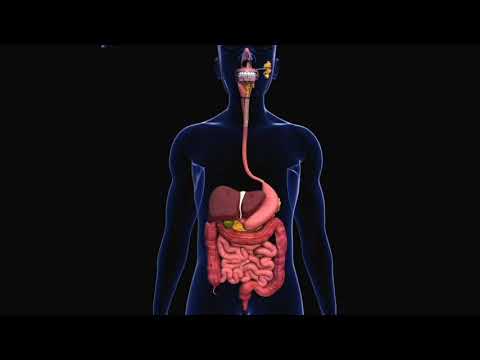 Həzm sistemi haqqında ümumi məlumat.#digestivesystem 3d anatomy video