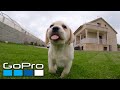 GoPro: Puppy Mashup