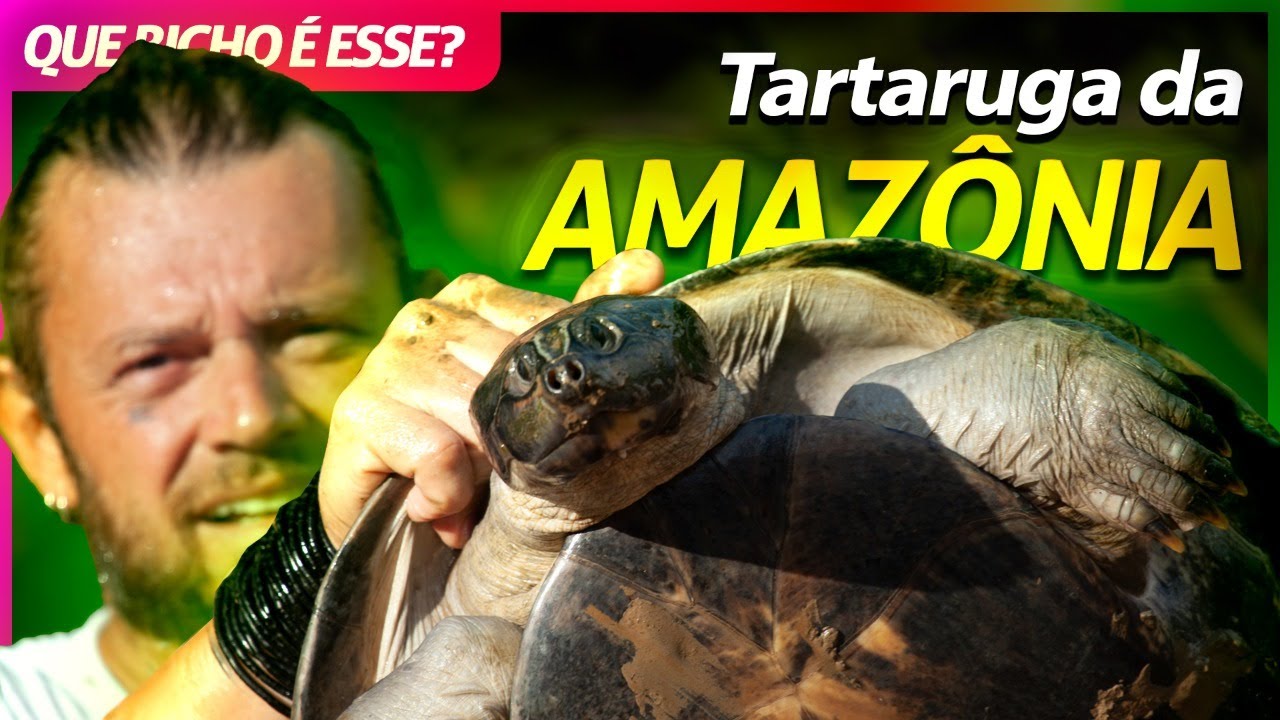 TARTARUGA-DA-AMAZÔNIA, A MAIOR TARTARUGA DA AMÉRICA LATINA! | RICHARD RASMUSSEN