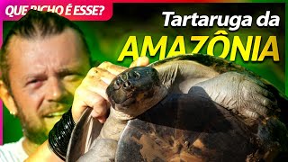 Tartarugadaamaznia A Maior Tartaruga Da Amrica Latina  Richard Rasmussen