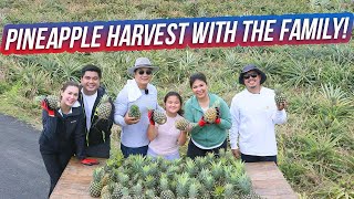 Pineapple Harvest with the Family | Ramon Bong Revilla Jr. Vlog