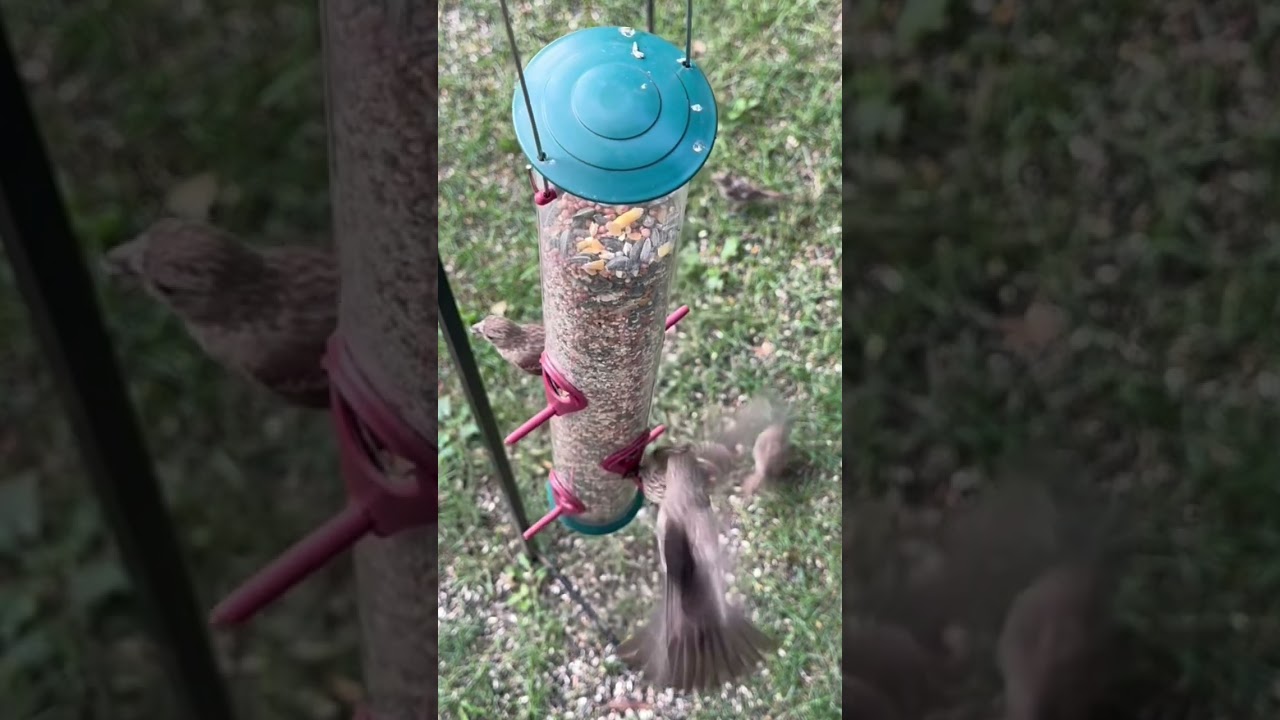 Bird Feeder Chronicles 