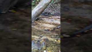 Fall streams are dry
