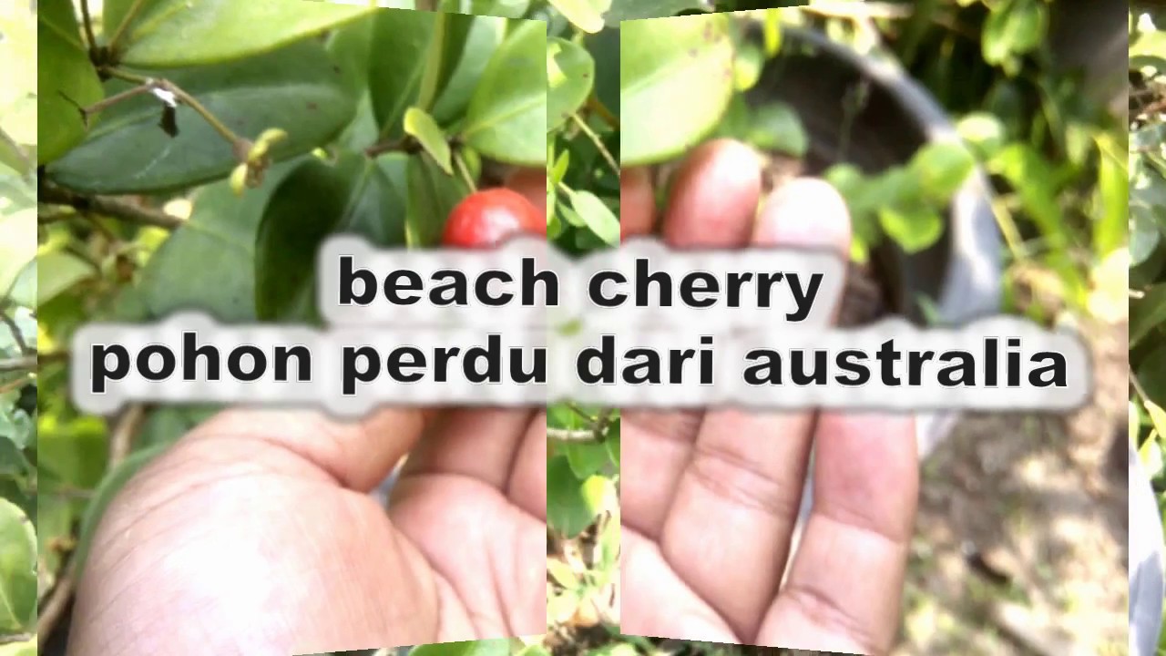 beach cherry : pohon perdu dari australia 