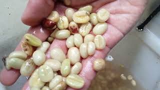 Iklan Komersal KEBUN KOPI TORAJA ARYA TAUFAN PASENO