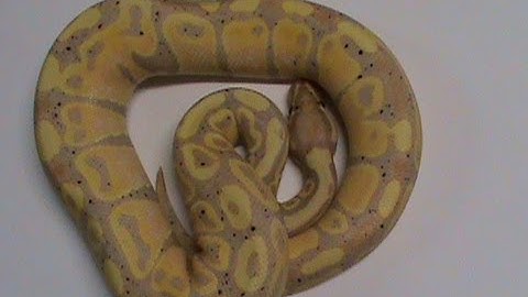 2013 Ball Pythons/Hold backs