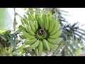 Harvesting bananas  silent gardening asmr  organic hawaii