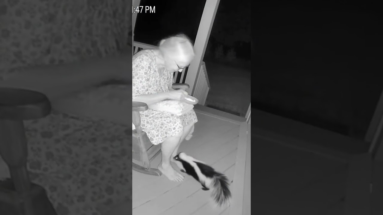 Granny Hand-Feeds Wild Skunk Like A Pet