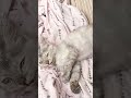 ഓർമവന്നപ്പോ ദേ ഇവിടെ #trending #cat #petshub #youtubeshorts #funny #coolvideo #catcomedyvideo