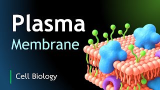 The cell membrane made easy 