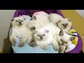 Scottish Fold Kätzchen suchen neue Zuhause