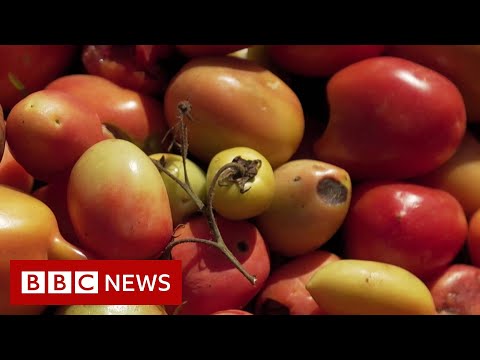 What have tomatoes got to do with climate change? – BBC News