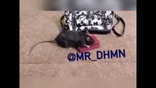 Smart rat thief...must watch..