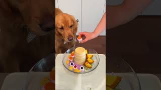 Spoiling My Golden Retriever with a Gourmet Cake! 🐶🍰😱 #shorts #viral #puppy #foryou