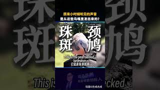布谷鳥從不自己築巢育雛,偷偷產卵讓其他鳥類代為撫養