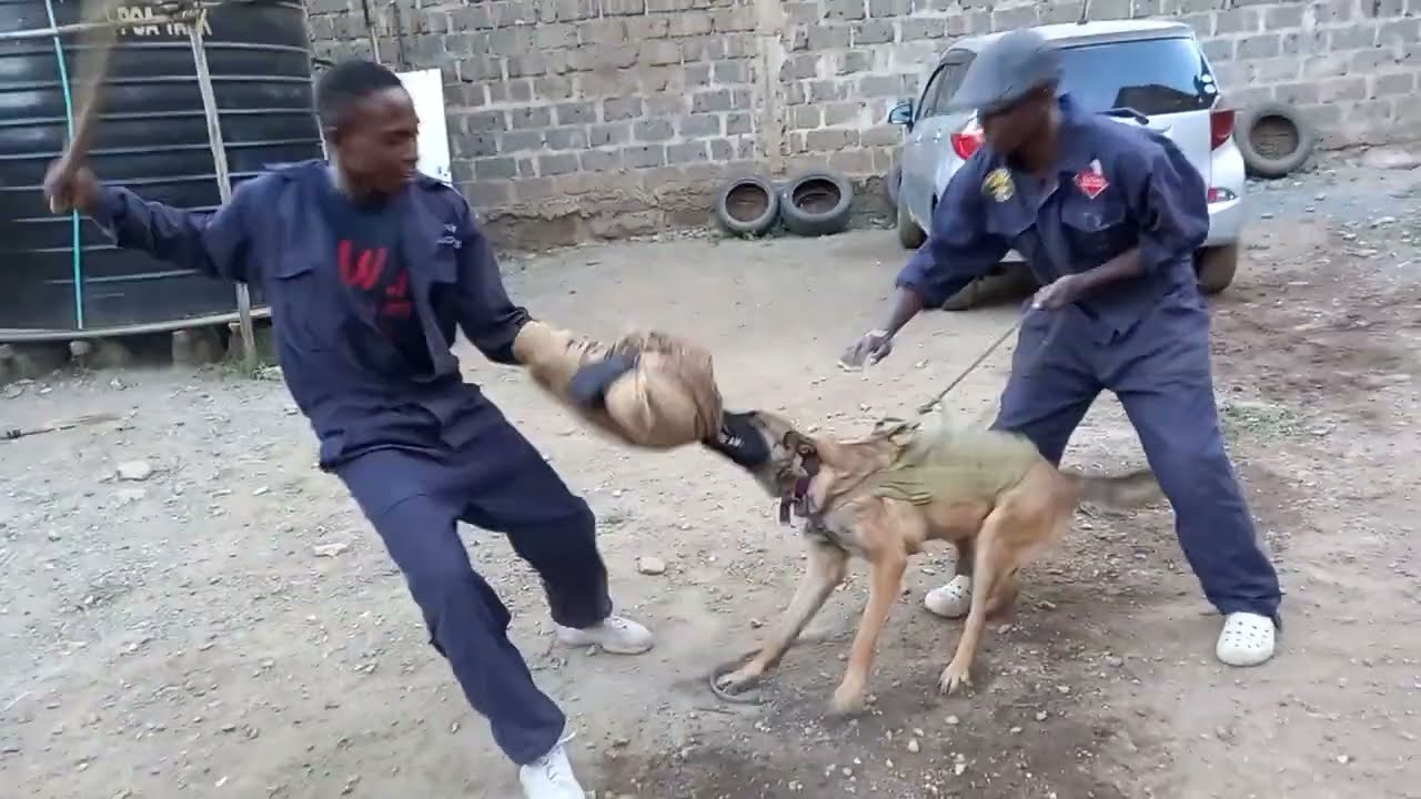 🇰🇪🔥 | IGP DOG TRAINING IN KENYA 🐕‍🦺💥