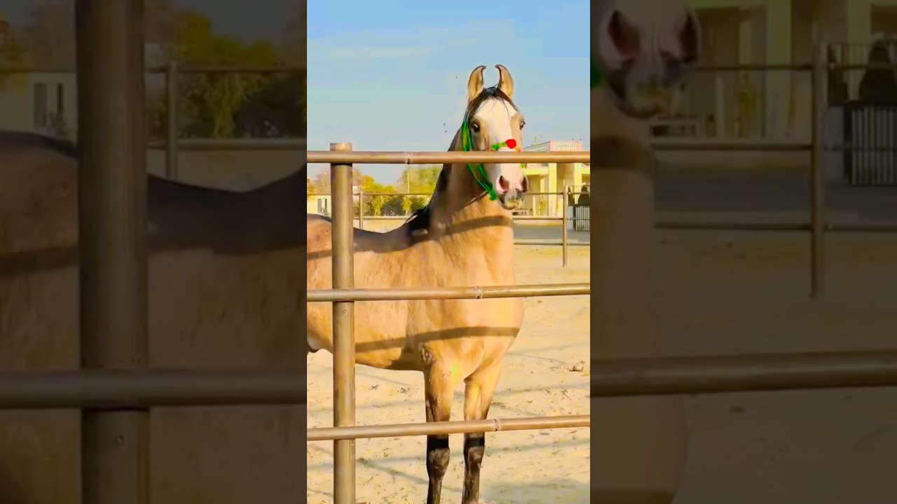 Top stallion of Punjab wajdan Free breeder horse