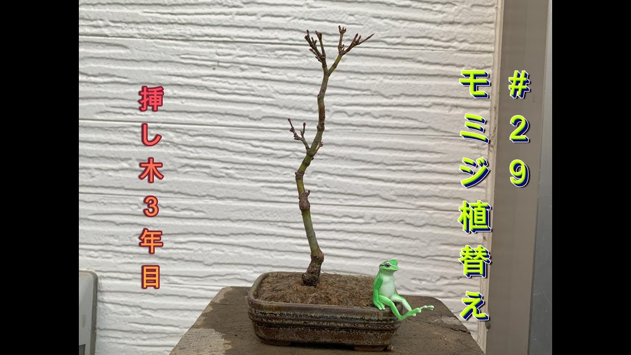 29 モミジ挿し木3年目植替え - YouTube
