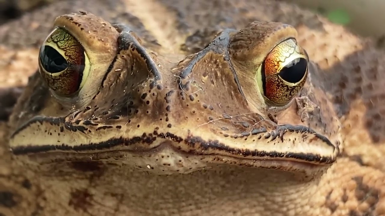 Look at those eyes! ((wide angle)) Toad-ally hypnotic!!!