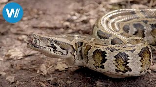 Florida, invasion of pythons (360° - GEO reportage)