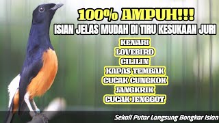MURAI BATU GACOR TEMBAKAN DAHSYAT FULL ISIAN KENARI LOVEBIRD CILILIN KAPAS TEMBAK CUCAK CUNGKOK