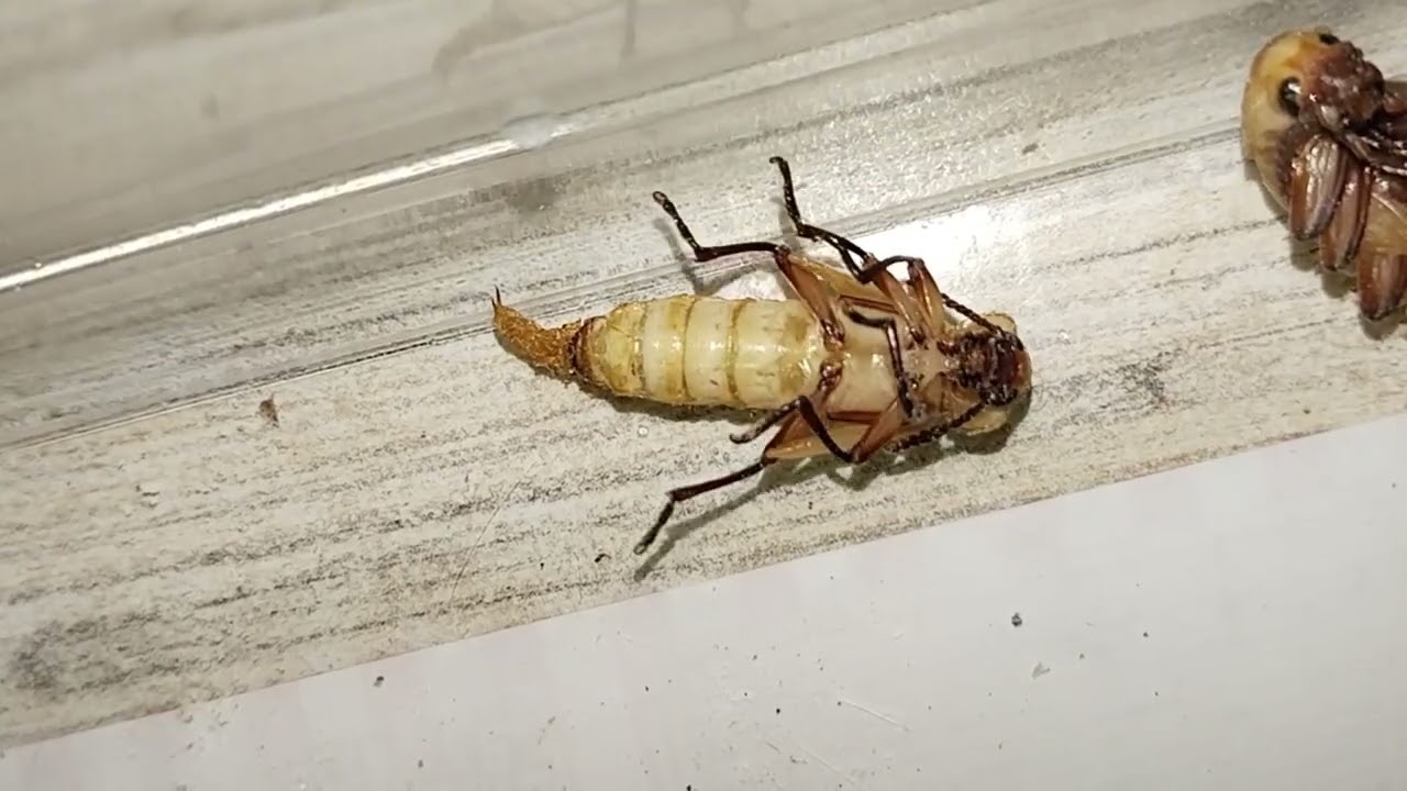 Превращение куколки зофобаса в жука.