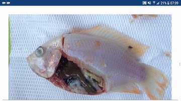 KLTN-W NGHIÊN CỨU ĐẶC ĐIỂM BỆNH HỌC DO VI KHUẨN STREPTOCOCCUS AGALACTIAE GÂY RA TRÊN CÁ RÔPHI