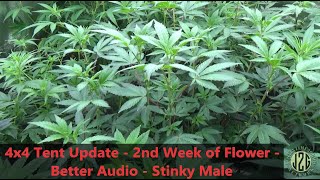 09-28-2020 - 4x4 Tent Update - End of First Week of Flower - 11 New Strains! - Stinky Male
