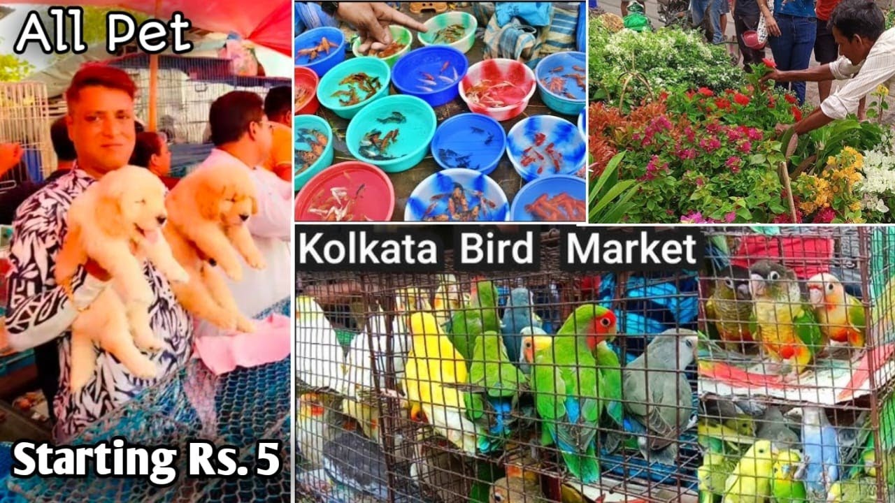 Kolkata Galiff Street Fish Market Vlog | Galiff Street Pet Market Kolkata | Galiff Street Dog Market