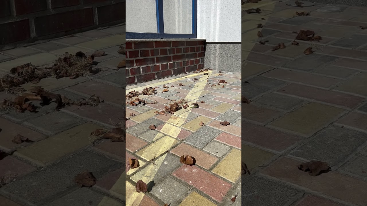 Вальс ветра и листьев. 😂👍 Waltz of the wind and leaves.😍👋